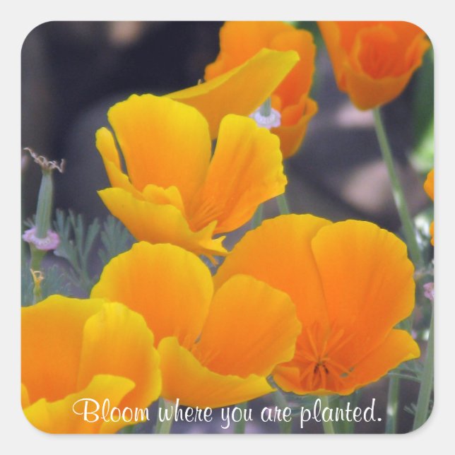 Poppies - Fleur où les autocollants plantés (Devant)