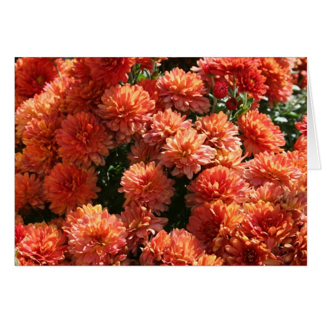 Poppies I (Devant horizontal)