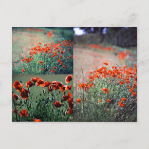 Poppies Montage Carte postale