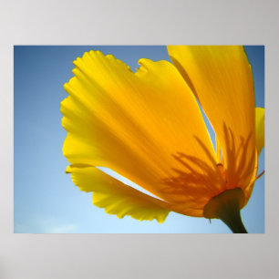 POPPIES Poppy Flowers 13 Art Prints Posters