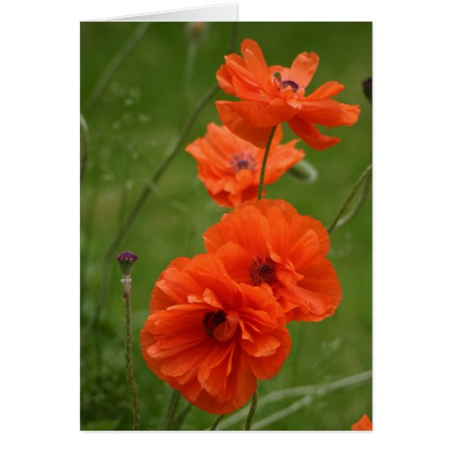 Poppies rouges (Devant)