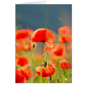 Poppies rouges Fleurs de pavot Ciel bleu