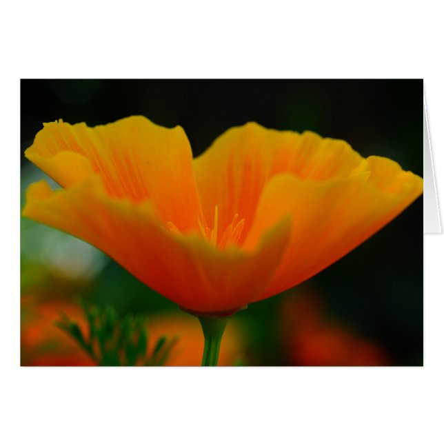 Poppin Poppies ! (Devant horizontal)