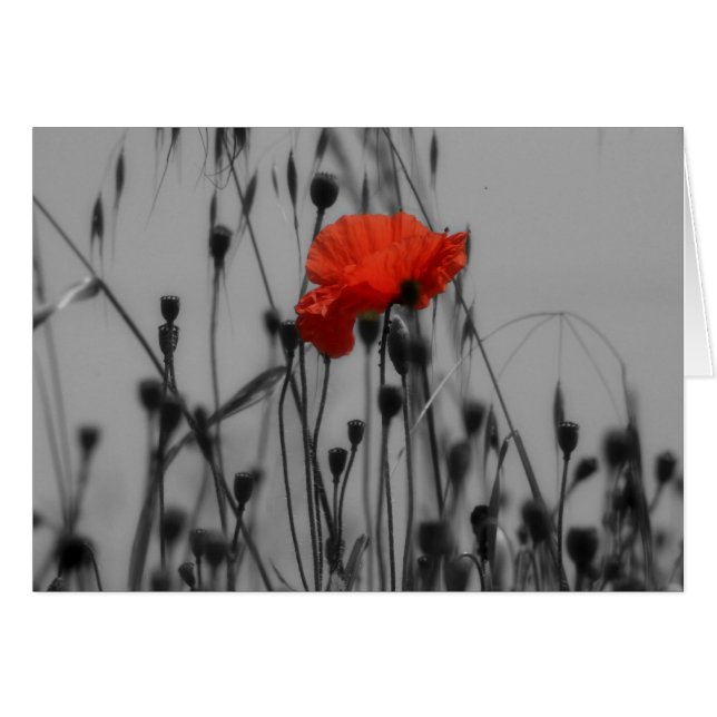 Poppy (Devant horizontal)