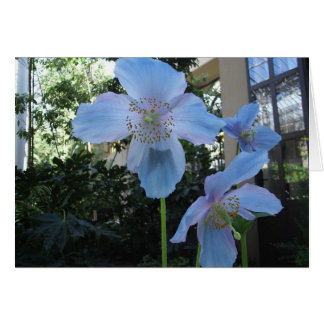 Poppy bleu