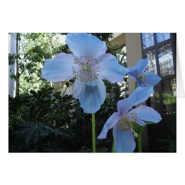 Poppy bleu (Devant horizontal)
