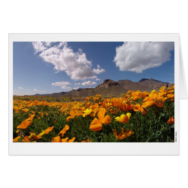 Poppy Bloom - El Paso, Texas (Devant horizontal)