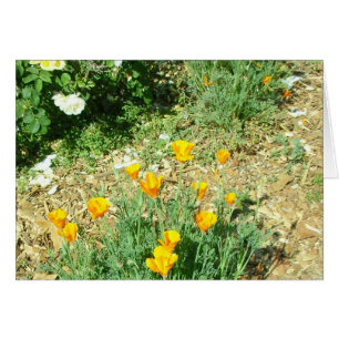 Poppy de Californie #6