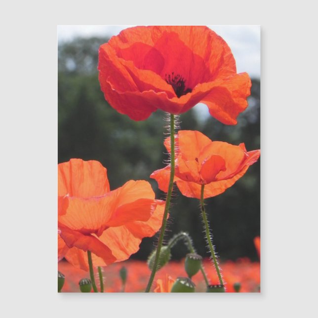 Poppy Field, beautiful blooms, (Devant)
