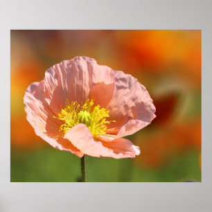 Poppy flower poster