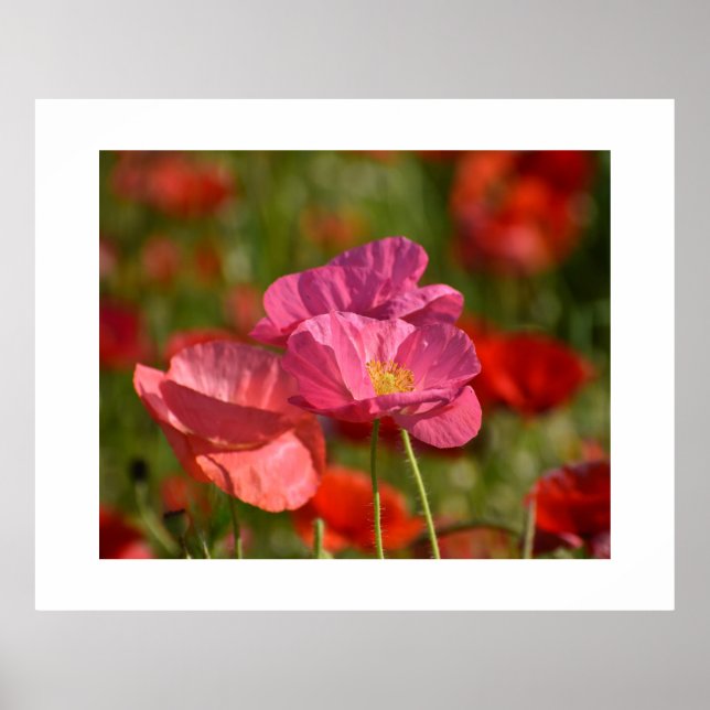 Poppy flower poster