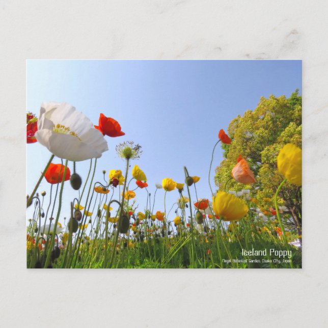 Poppy Islande : Carte postale (Devant)