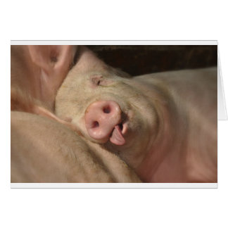 porc