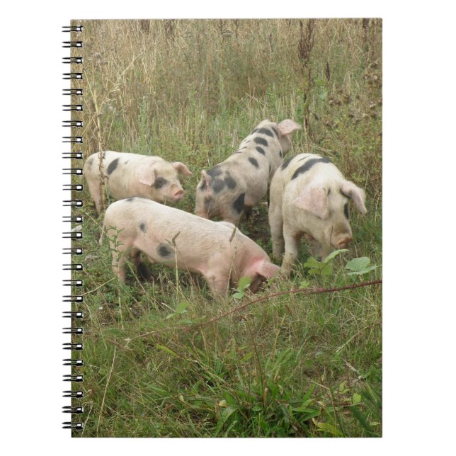 Porcs dans un Carnet de campagne (Devant)