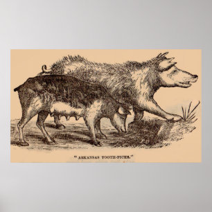 Porcs posters de animaux de ferme du 19e siècle