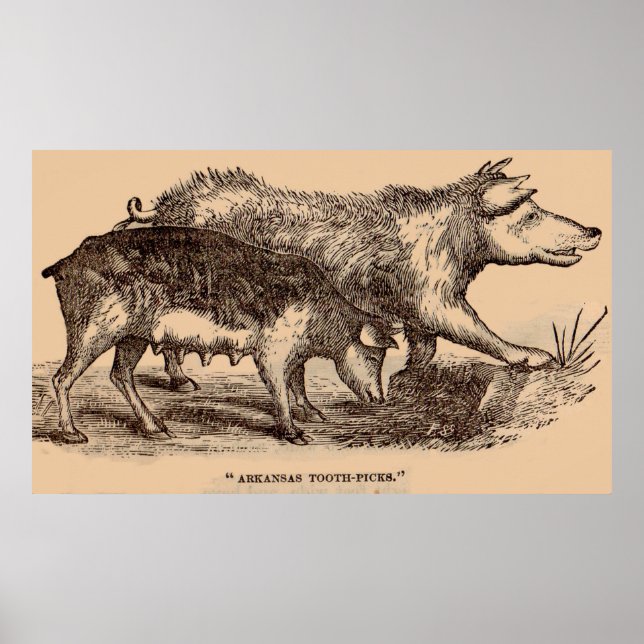 Porcs posters de animaux de ferme du 19e siècle (Devant)