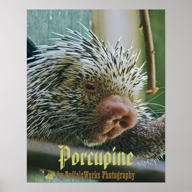 Porcupine 2 Poster (Devant)