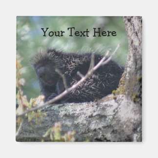 Porcupine Dans L'Arbre Animal Nature Photo Magnet