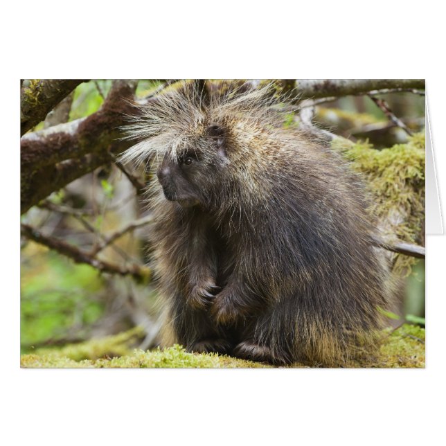 Porcupine déterminé (Devant Horizontal)