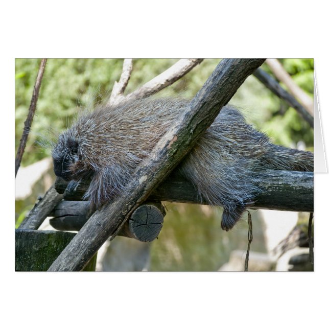 Porcupine du Nouveau Monde (Devant horizontal)