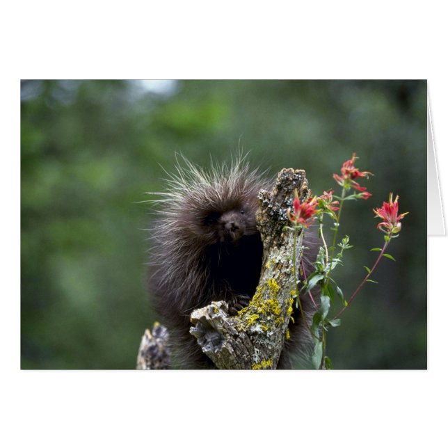 Porcupine-été-jeune (Devant horizontal)