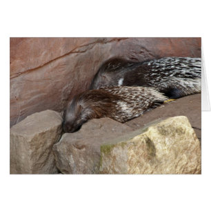 Porcupines de race indienne