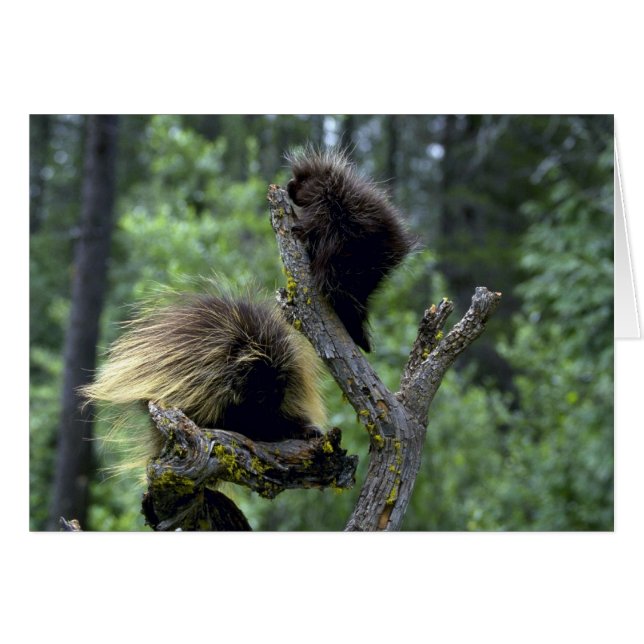 Porcupines-été-maman avec des jeunes (Devant horizontal)