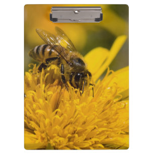 Porte-bloc Abeille Africaine Avec Des Sacs De Pollen En Train
