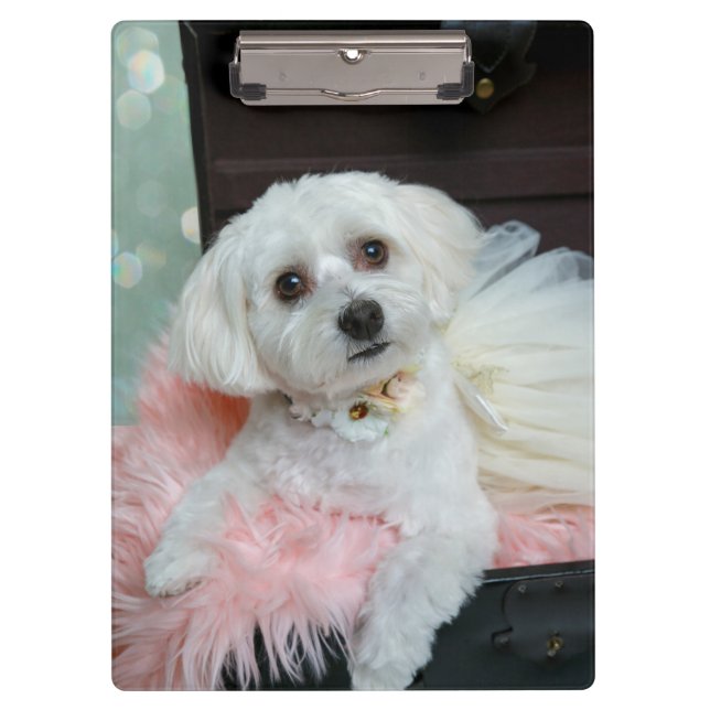 Porte-bloc Adorable Fancy White Puppy Portrait Photo (Devant)