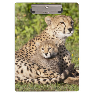 Porte-bloc Afrique. Tanzanie. Cheetah mère et petits 2