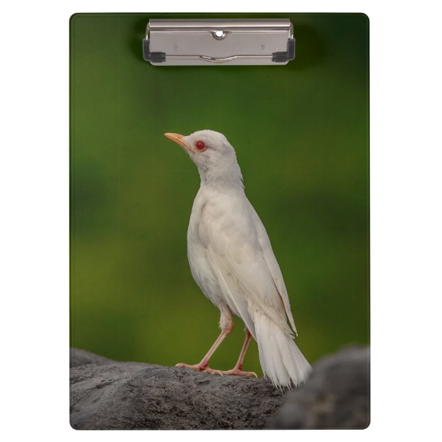 Porte-bloc Albino Robin dans Crown Point (Devant)