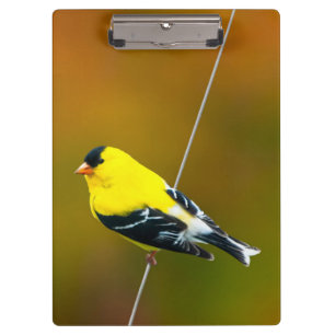 Porte-bloc American Goldfinch - Photo originale