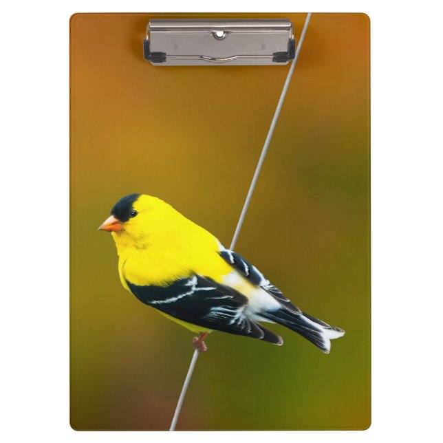 Porte-bloc American Goldfinch - Photo originale (Devant)