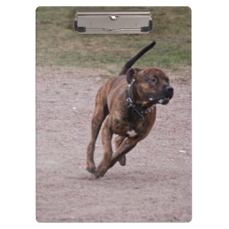 Porte-bloc Amstaff en cours