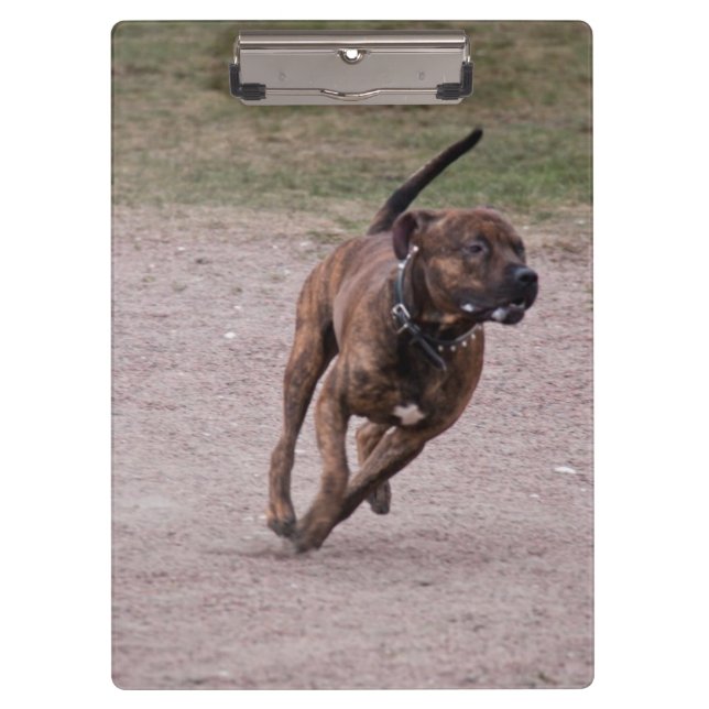 Porte-bloc Amstaff en cours (Devant)