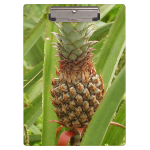 Porte-bloc Ananas sauvage Fruit tropical dans la nature