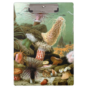 Porte-bloc Anémones de mer Vie marine, Animaux marins vintage