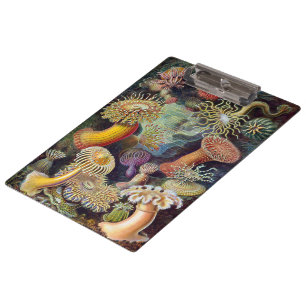 Porte-bloc Anémones de mer vintage par Ernst Haeckel