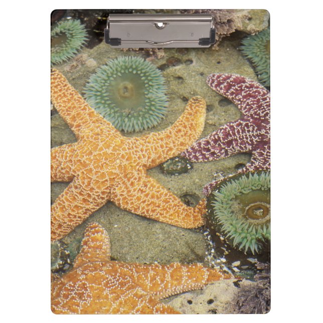 Porte-bloc Anémones géantes vertes et étoiles de mer ocres (Devant)