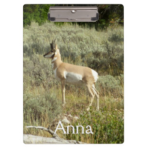 Porte-bloc Antilocapre dans le parc national de Grand Teton