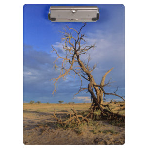 Porte-bloc Arbre Épine de Chameau Mort (Acacia Erioloba)