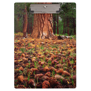 Porte-bloc Arbre Ponderosa ancien avec des cônes de pin