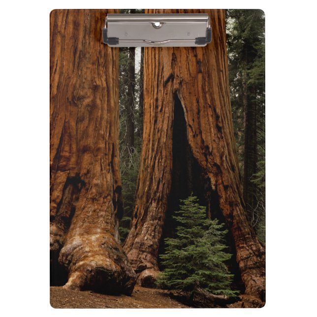 Porte-bloc Arbres de séquoia, Parc national de Sequoia. (Devant)
