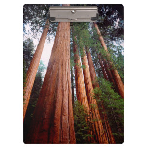 Porte-bloc Arbres séquoias géants à feuilles persistantes