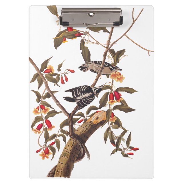 Porte-bloc Audubon Downy Pic Couple aux fleurs (Devant)