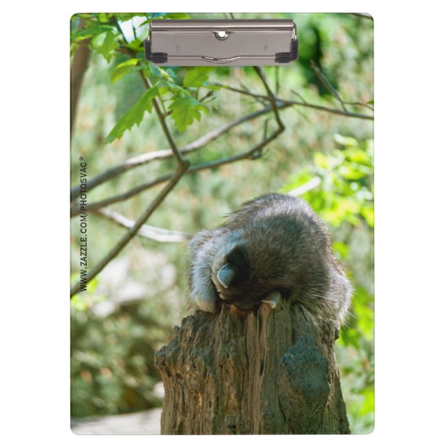 Porte-bloc Autocollants de Raton Laveur Dormant (Devant)