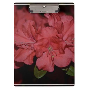 Porte-bloc Azalées assez roses