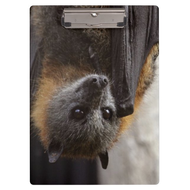 Porte-bloc Batte australienne (Devant)