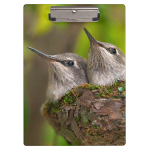 Porte-bloc Bébés colibris