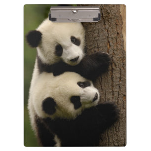 Porte-bloc Bébés de panda géant (Ailuropoda melanoleuca) 2